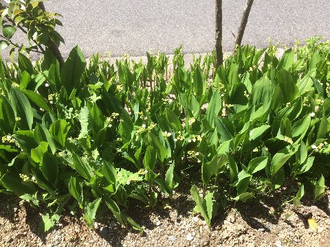 スズランの花、開花宣言