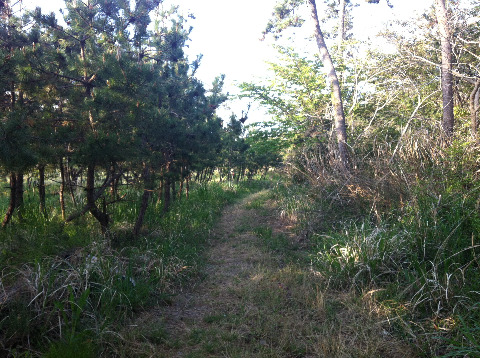 明日走る二ッ箭山もこんな道かな?