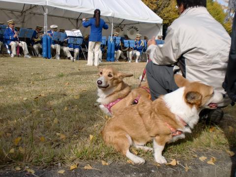 会場で見かけたコーギー犬