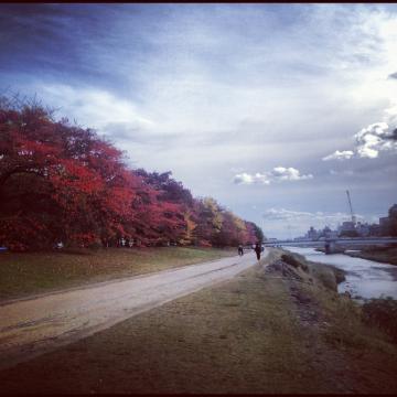 鴨川も紅葉が