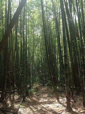 最初の竹林、美しいけど体調不良に気づく。