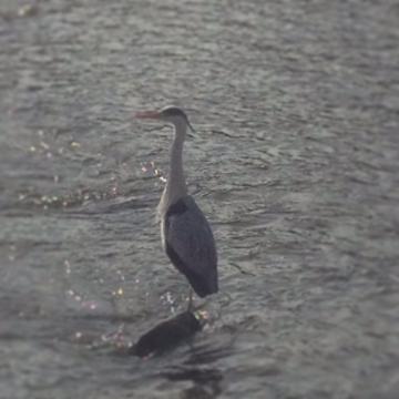 哲学者然としたアオ鷺。近づいても微動だにしない、飄々としていて大好き。
