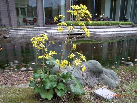 アポイントまで時間があったのでW大学の庭園にはじめて入りました。年中何かしらの花が咲いていると言うことで、11月に咲く花なんかあるのかなと思いながら入りましたが、咲いていました。なんという名の花か知りませんが、あちこち咲いていた。