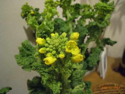 LSD終盤に寄ったワールドフラワーにて菜の花を購入。いよいよ春ですね。