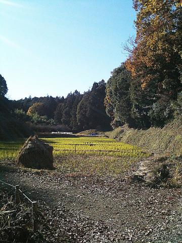 里山の田んぼ。懐かしいな。これでも横浜市。