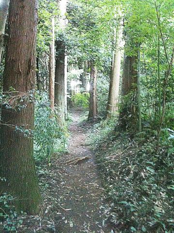 新治の尾根道。木の根っこには注意です。