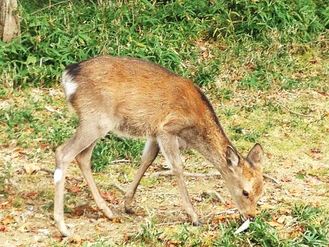 野生の小鹿が。ちょっと警戒していたものの、撮影はできた。かわいらしかった。
