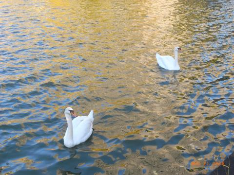 お堀を白鳥がゆったり水面に銀杏の金色が映える。