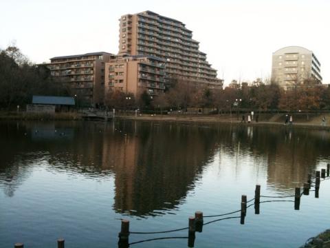 都筑の緑道の池です。住人の方、うらやましいです。このようなすばらしい景色が沢山あります。街づくりに思想がある。本当にうらやましい。もう少し近ければ、家族と行けるのですが。