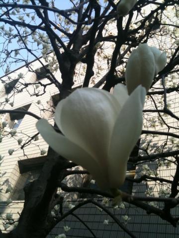 こぶしの花が美しかった。