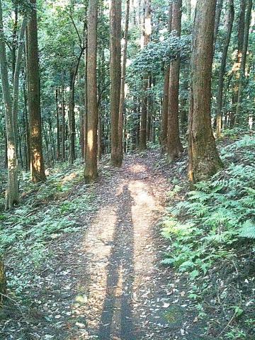 これは三保の森。夕方だったので自分の影が長ーい。