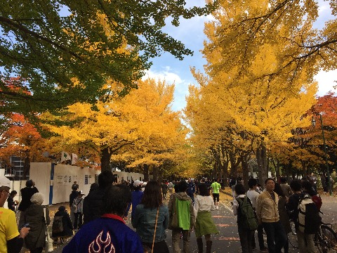 北海道大学校内　紅葉見物の人の波