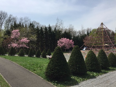 平岡公園花見