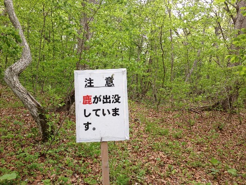 青葉公園内のいたるところにこんな看板が…。　熊よりいいか。