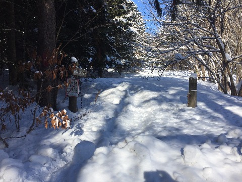 雪道一本道