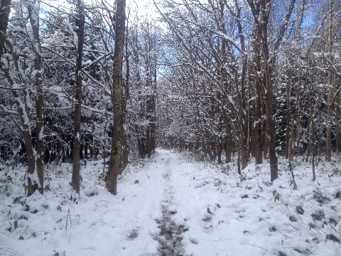 野幌森林公園の遊歩道。　雪道固まっているところはいいのですが、ぐちゃぐちゃ部分がシューズを冷たく濡らします。