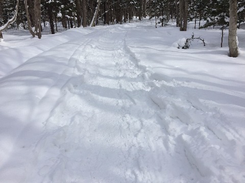 大沢口の入り口の遊歩道は比較的広い。