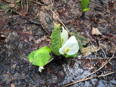 水芭蕉も咲いていました。