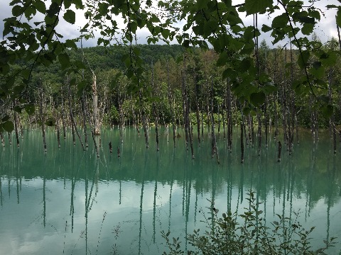 美瑛の青い池。