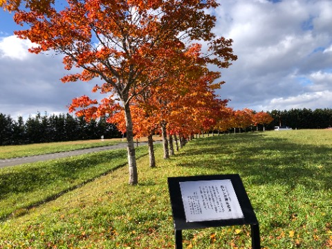 紅葉がきれいになってきました。