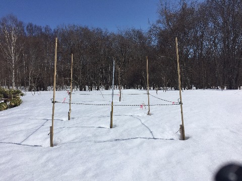 大沢口の積雪計。40ｃｍでした。