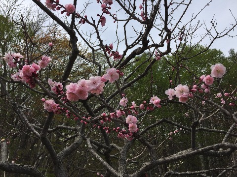 平岡公園花見