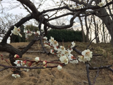 公園内は梅が咲いていました。