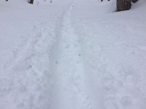 遊歩道はザクザク道でラッセルラン