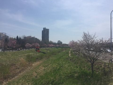 小野幌橋からスタートしました。桜が色づき始めています。