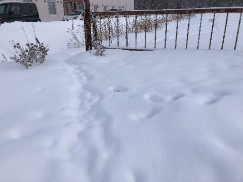 開拓の村に入る道はわた雨のような雪がたっぷり。ミニラッセルランでした。