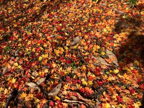 紅葉のじゅうたんロードを走る。