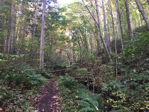 うっそうとした森の中。細い遊歩道を進みます。