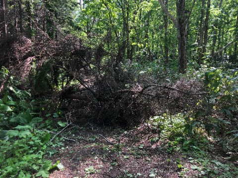 その他にも数か所遊歩道をふさいだ倒木が目立つ