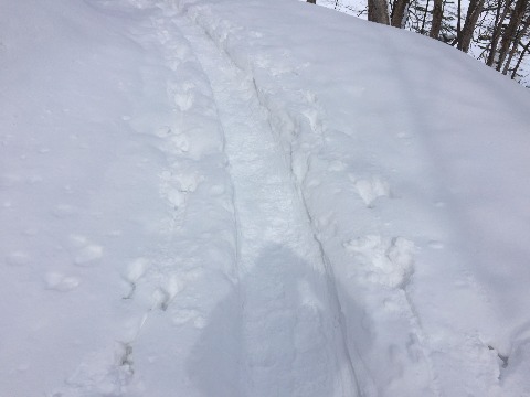 大沢の池から大沢園地への道。かなり道幅は狭い。