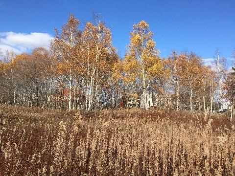 公園の一番外側のルートのため林の向こうには一般住宅が見える。