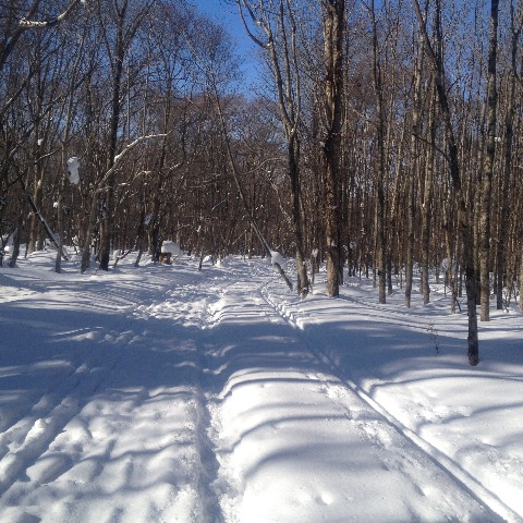 野幌森林公園内の遊歩道です。道の真ん中はだれか歩いた跡が・・。両脇にはスキーで歩いた跡が・・。