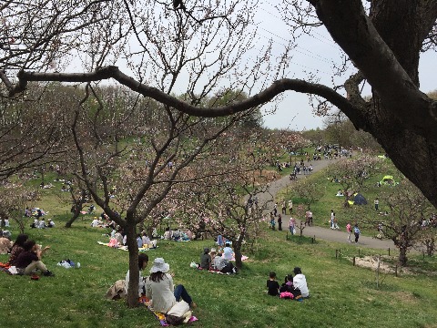 平岡公園花見客