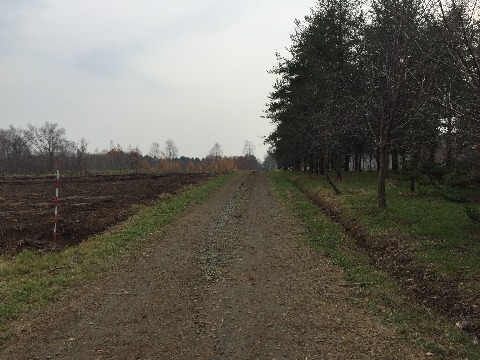 育種場から野幌総合運動公園につづく道