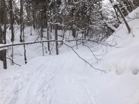 桂コースには2か所倒木により道がふさがれていた。　通行は可能でした。