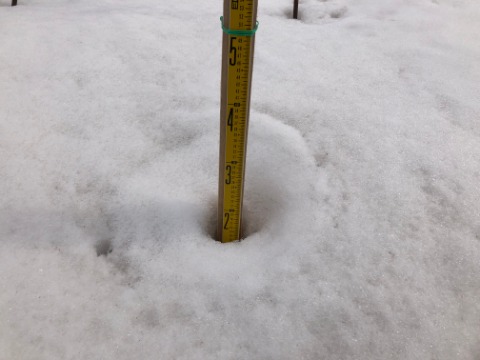 大沢口の積雪計は約13ｃｍ。