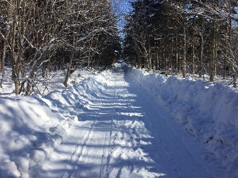 除雪路あり。走りやすし。