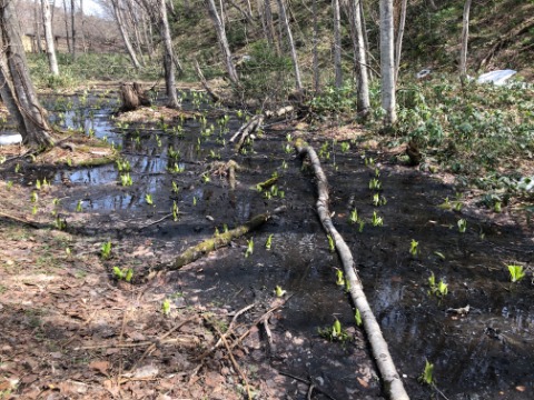 水芭蕉が顔を出していました。