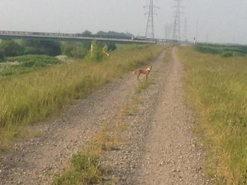 問題の犬？orキタキツネ？
こっちを振り返って様子をうかがっています。