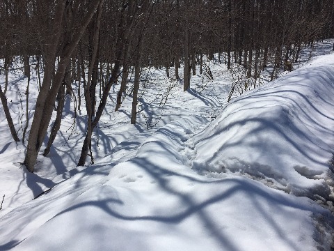 北海道博物館からの遊歩道は新雪が積もっていて走行不能。