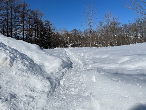 圧雪遊歩道が続きます