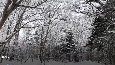 雪の木立