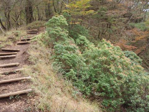 シカのために笹がなくなった登山道と、増えているアセビ（緑色の灌木）。