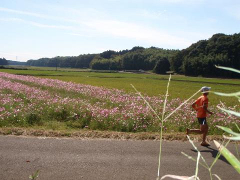 コスモスの咲く道