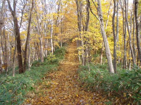走るのに最高の山道。