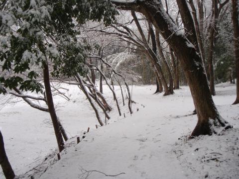 人っ子一人いない新雪の道を走るのは気分がいい。